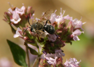 Colletes daviesanus Davies mining bee on marjoram